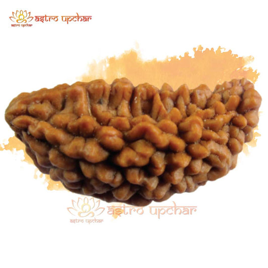 1 Mukhi Rudraksha