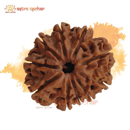 10 Mukhi Rudraksha