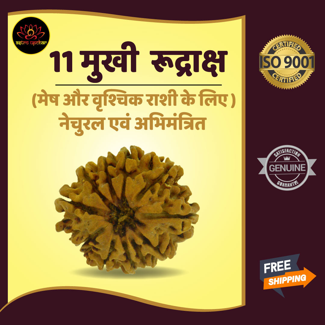 11 Mukhi Rudraksha (11 मुखी रुद्राक्ष)