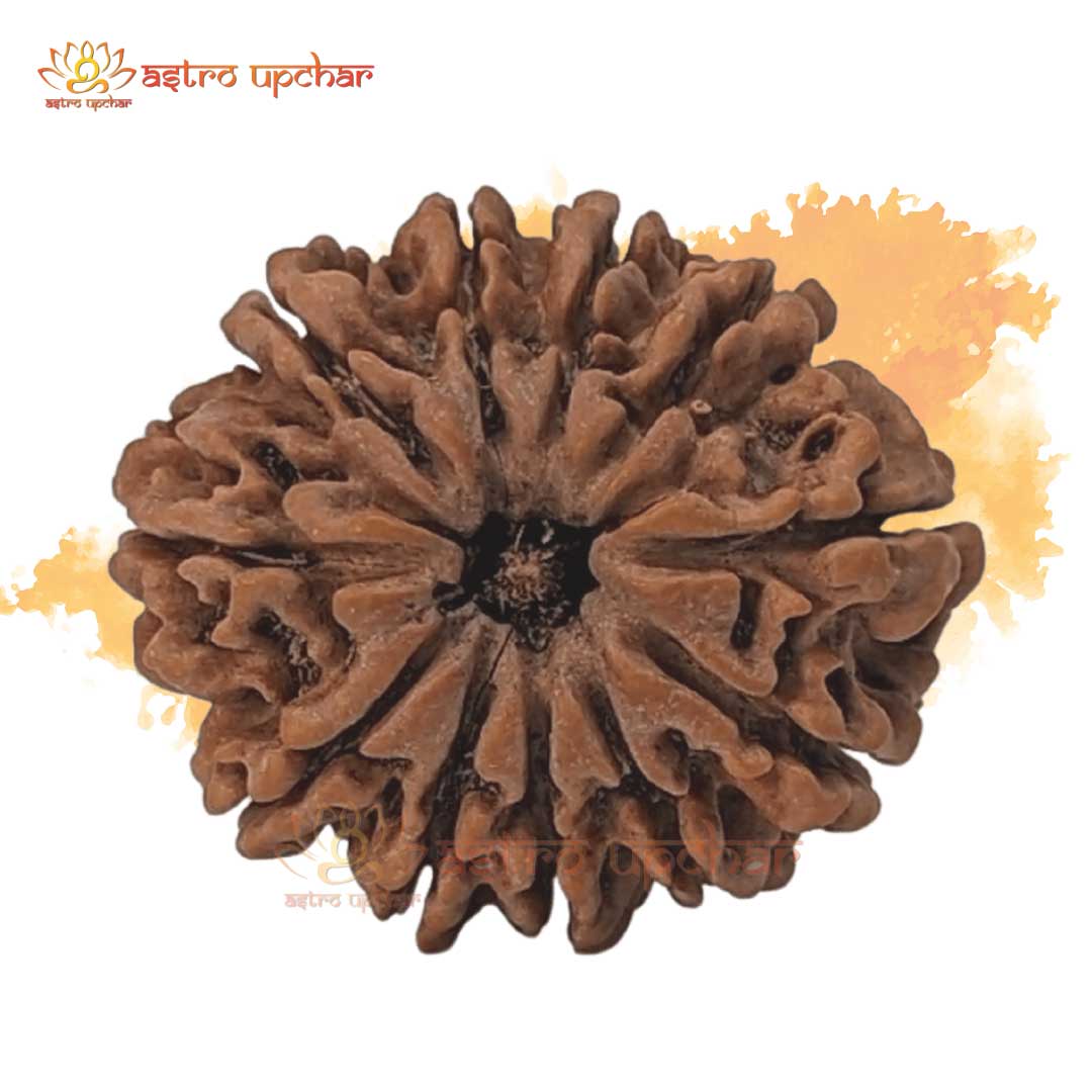 11 Mukhi Rudraksha (11 मुखी रुद्राक्ष)