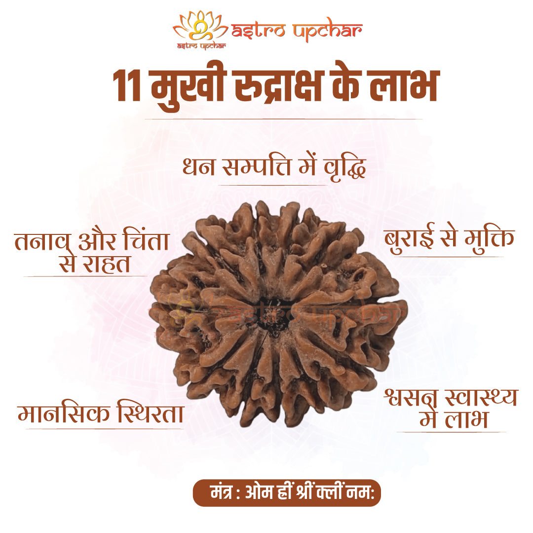 11 Mukhi Rudraksha (11 मुखी रुद्राक्ष)