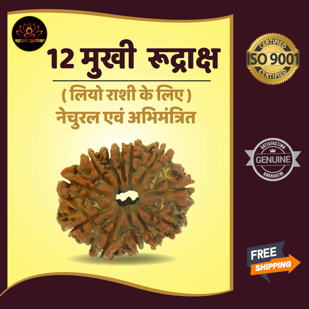 12 Mukhi Rudraksha (12 मुखी रुद्राक्ष)