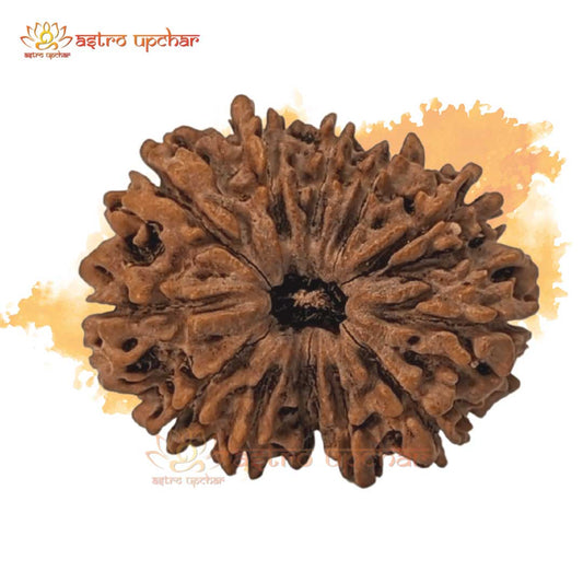 12 Mukhi Rudraksha (12 मुखी रुद्राक्ष)