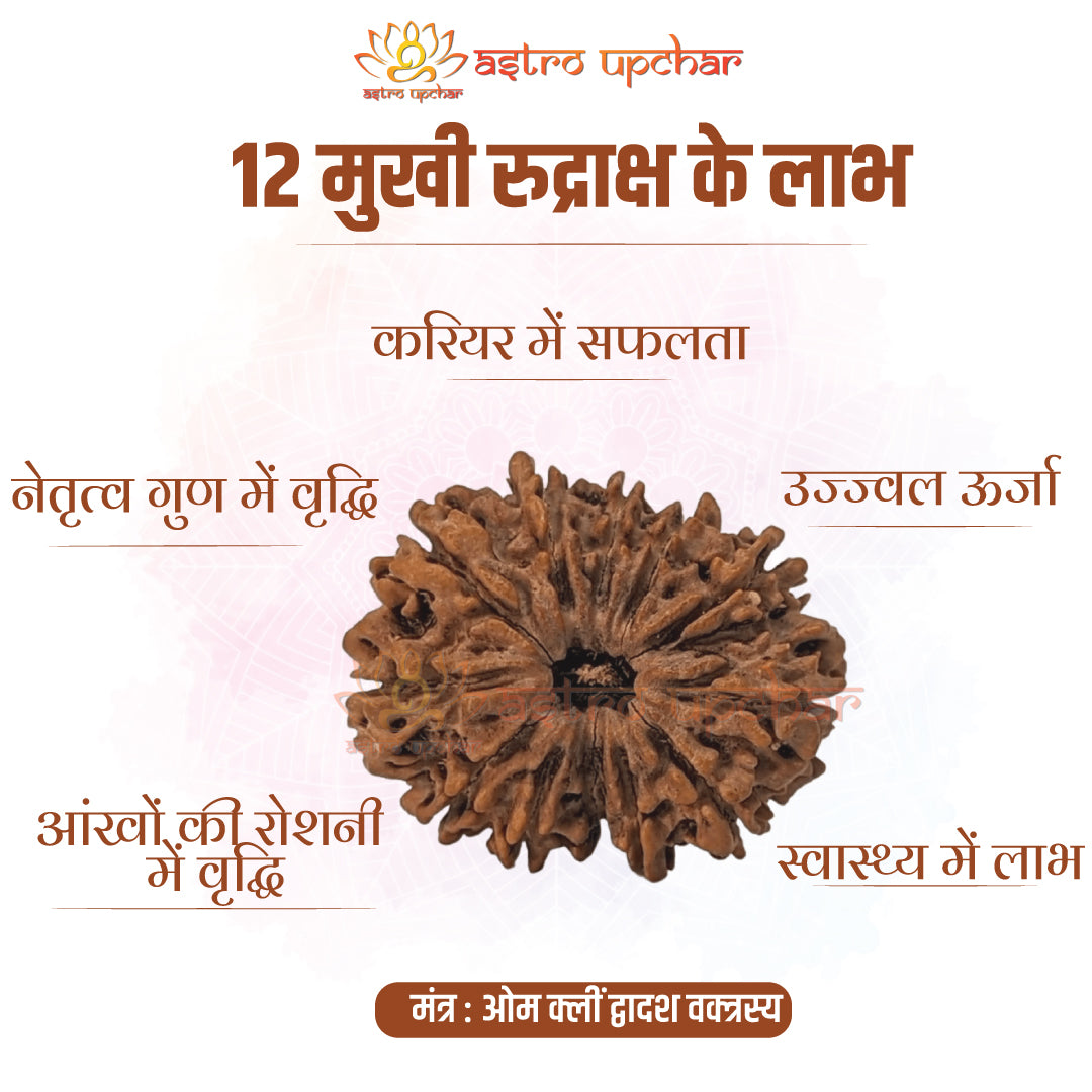 12 Mukhi Rudraksha (12 मुखी रुद्राक्ष)