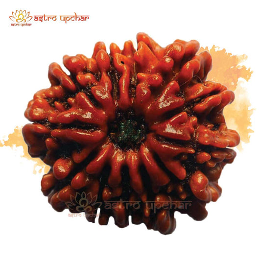 13 Mukhi Rudraksha (13 मुखी रुद्राक्ष)