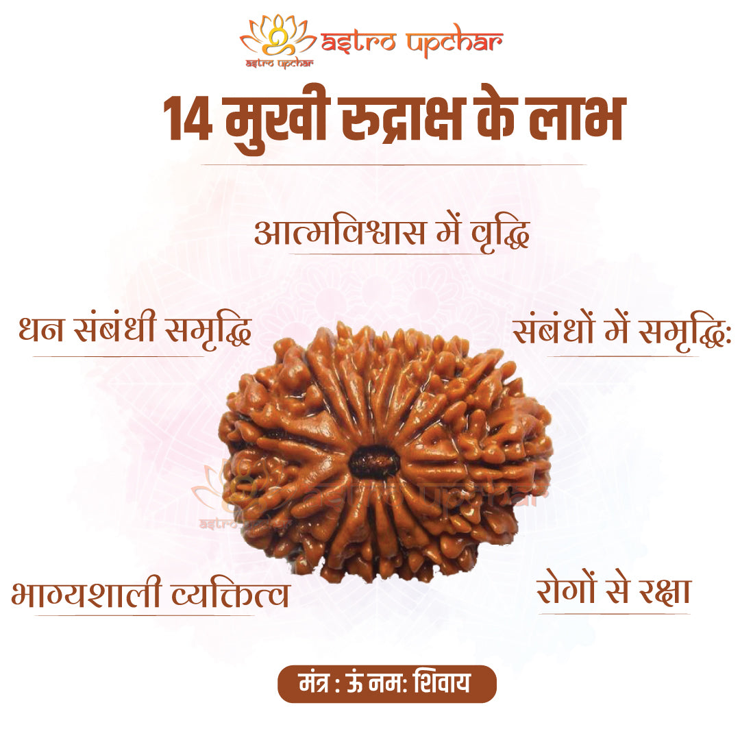 14-mukhi-rudraksha