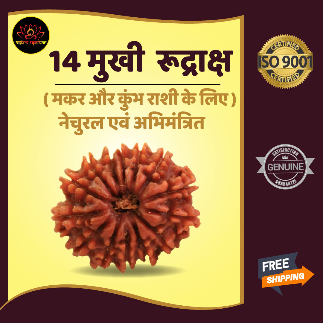 14-mukhi-rudraksha