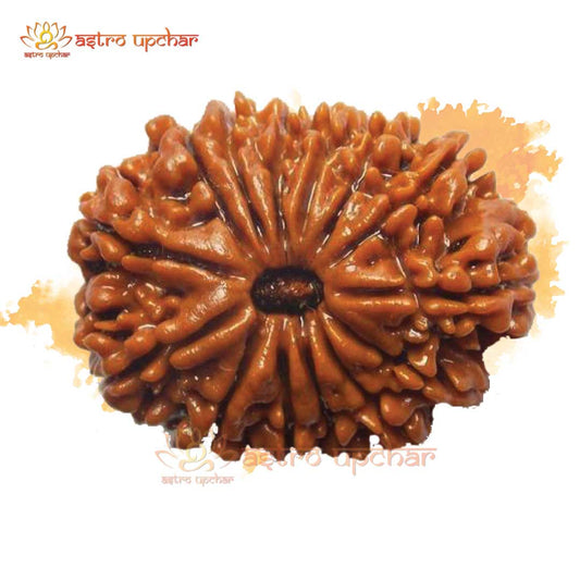 14-mukhi-rudraksha