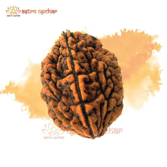 2 Mukhi Rudraksha (2 मुखी रुद्राक्ष)