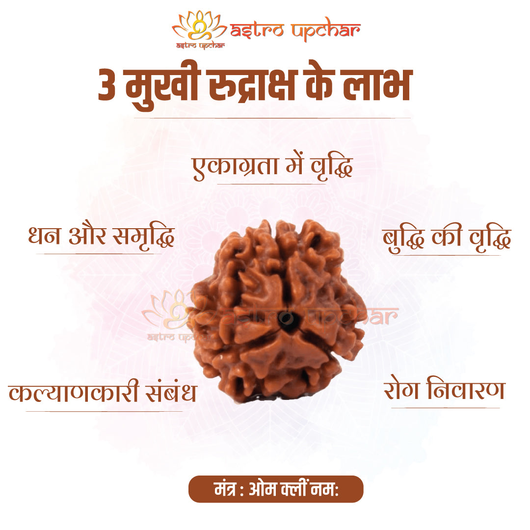 3-mukhi-rudraksha