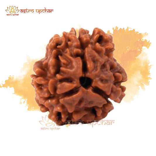 3-mukhi-rudraksha