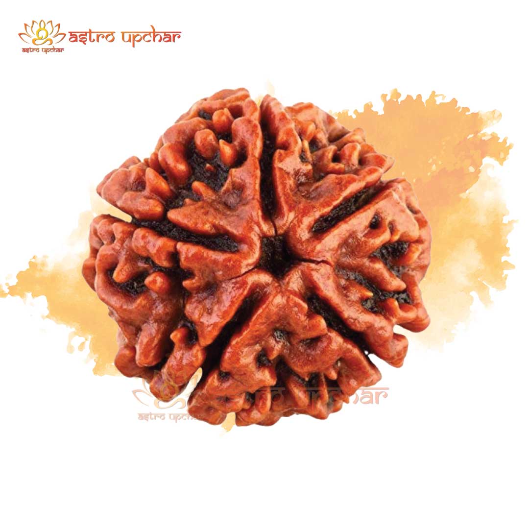 5 Mukhi Rudraksha