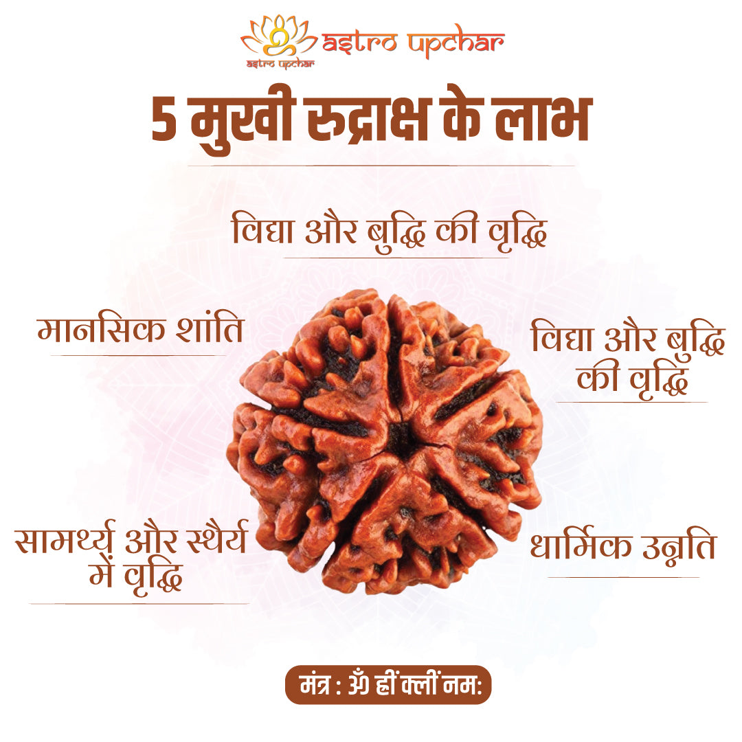 5 Mukhi Rudraksha