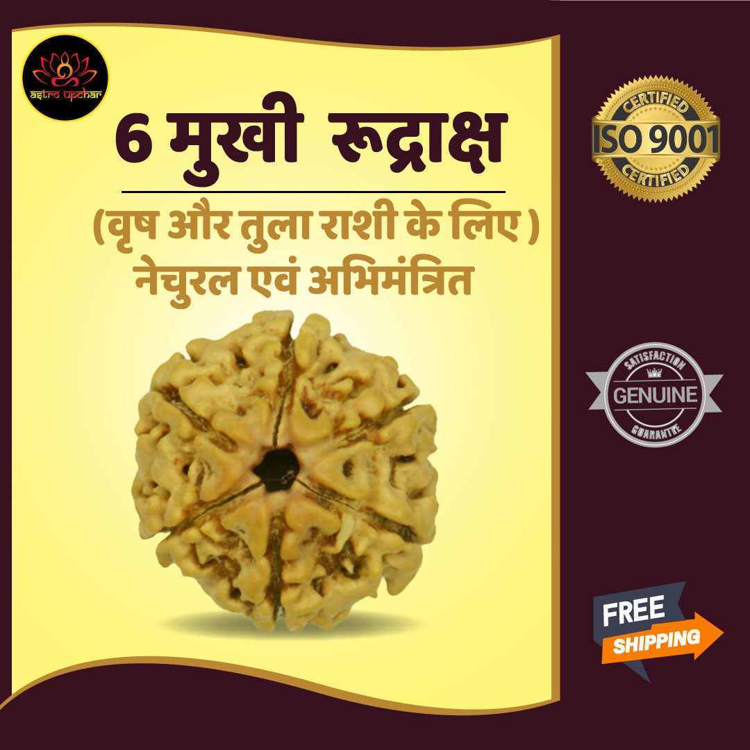 6 Mukhi Rudraksha