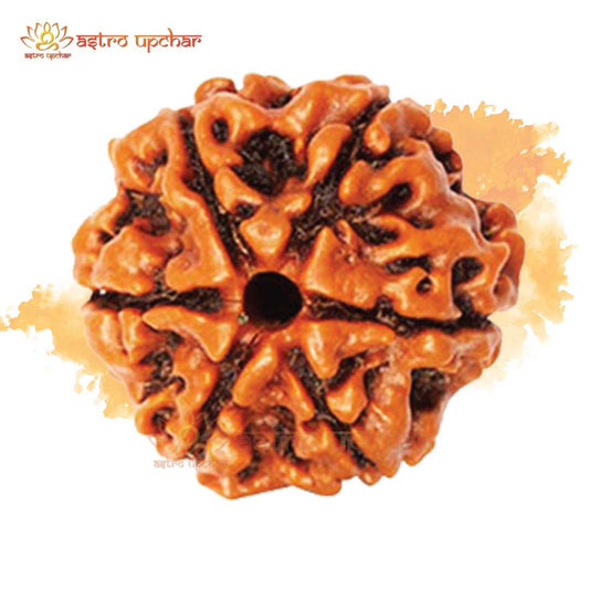 6 Mukhi Rudraksha