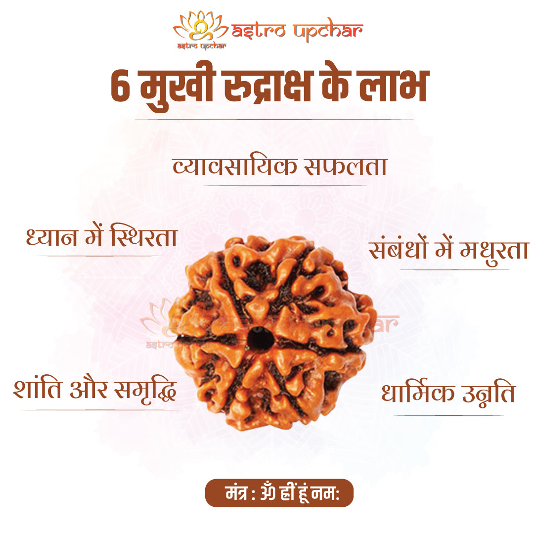 6 Mukhi Rudraksha