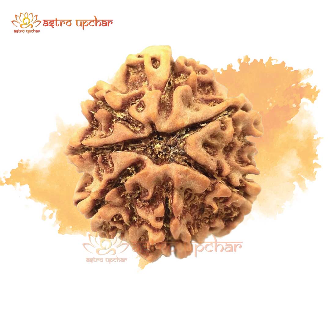 7 Mukhi Rudraksha