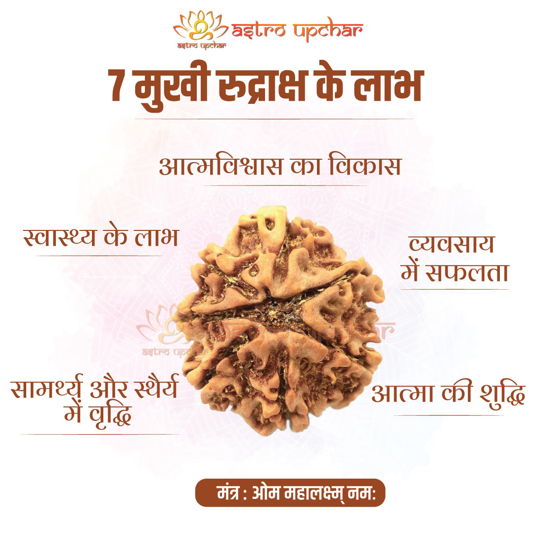 7 Mukhi Rudraksha