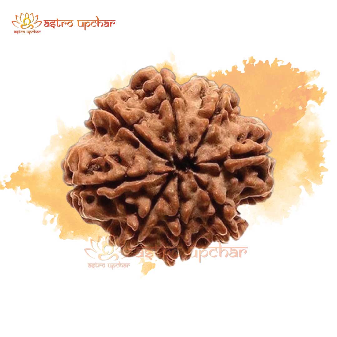 8 Mukhi Rudraksha (8 मुखी रुद्राक्ष)