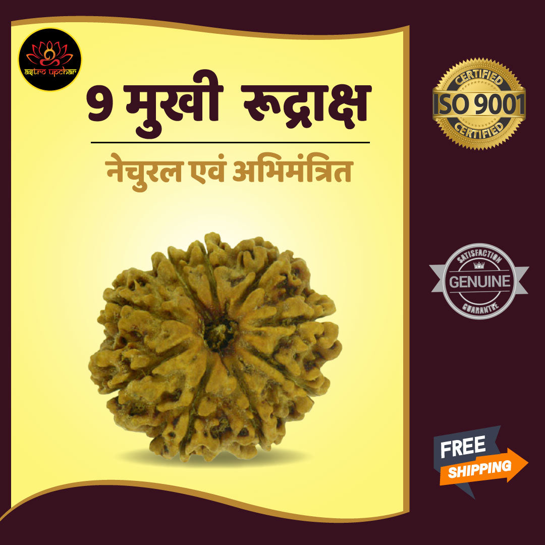 9 Mukhi Rudraksha (9 मुखी रुद्राक्ष)