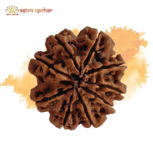 9 Mukhi Rudraksha (9 मुखी रुद्राक्ष)