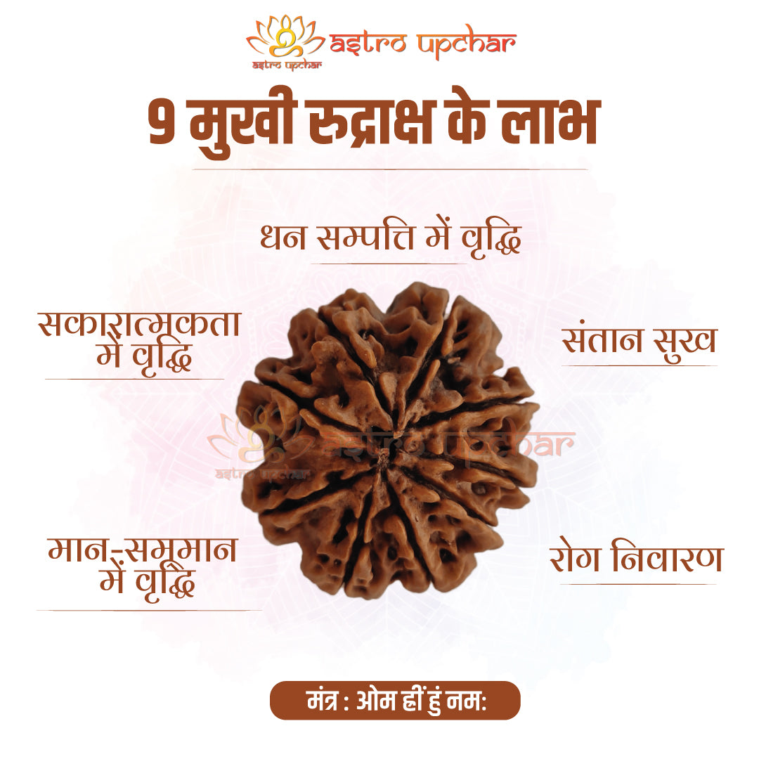 9 Mukhi Rudraksha (9 मुखी रुद्राक्ष)