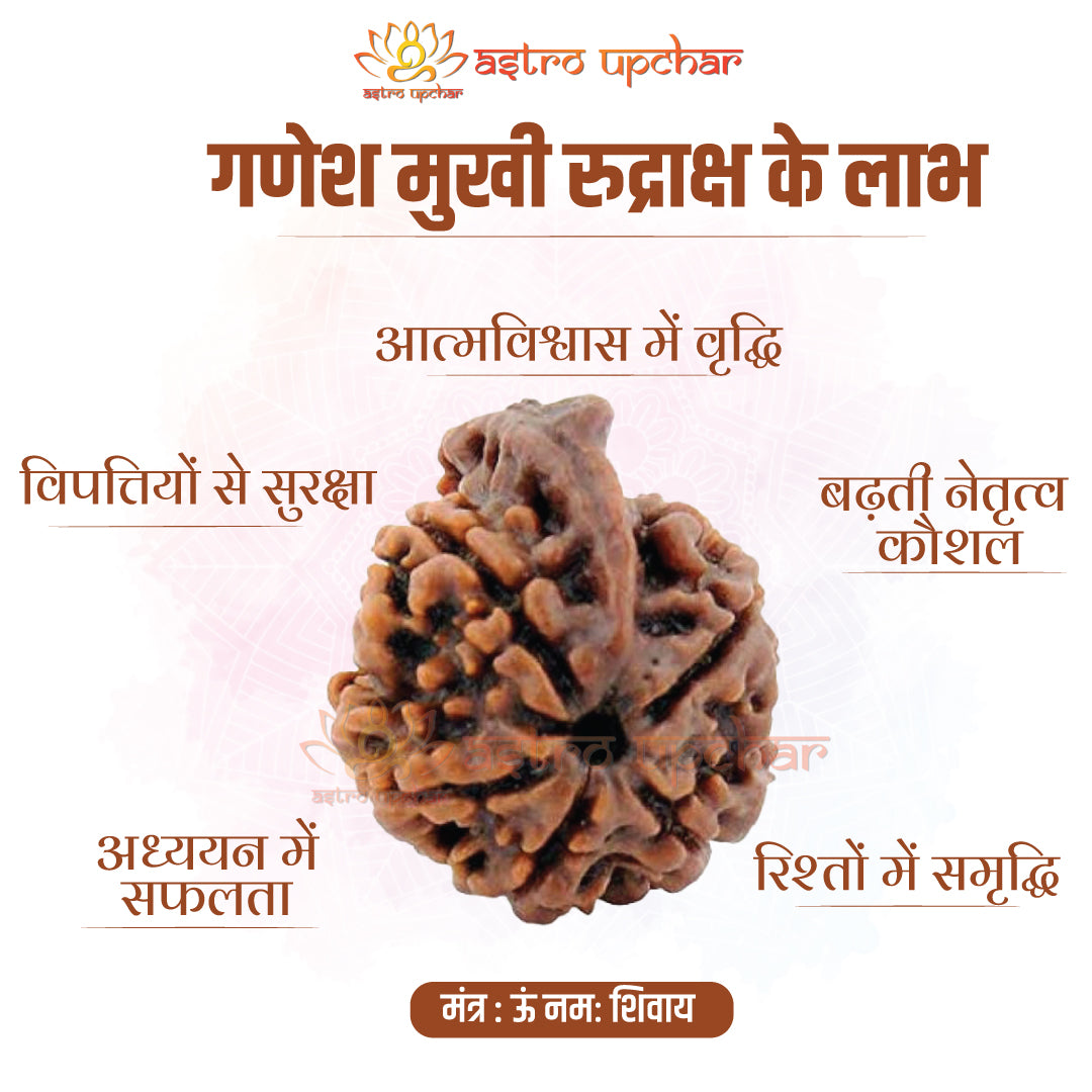 Ganesh Mukhi Rudraksha (गणेश मुखी रुद्राक्ष)