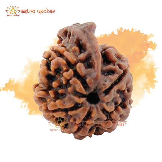 Ganesh Mukhi Rudraksha (गणेश मुखी रुद्राक्ष)