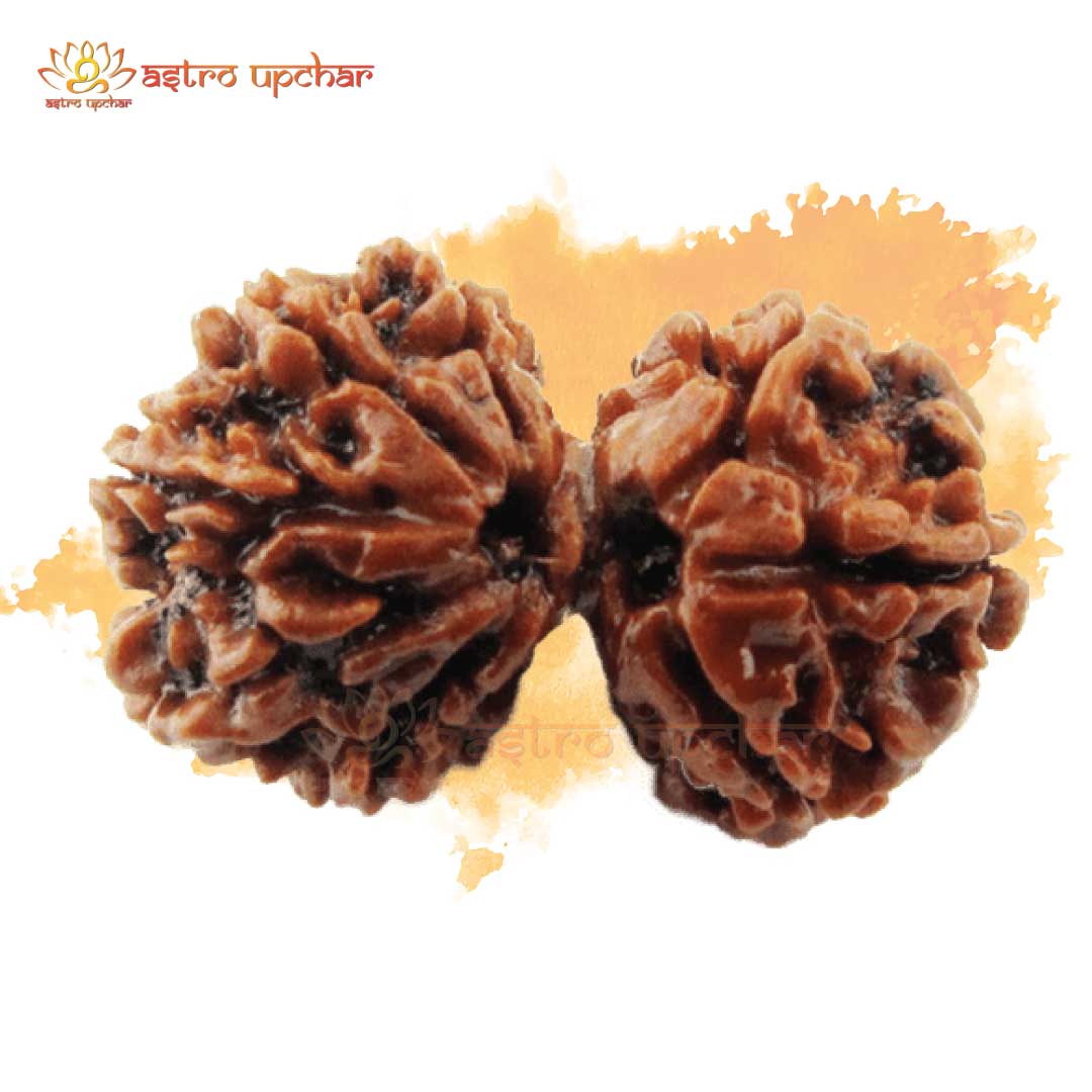 Gauri Shankar Rudraksha (गौरी शंकर रुद्राक्ष)